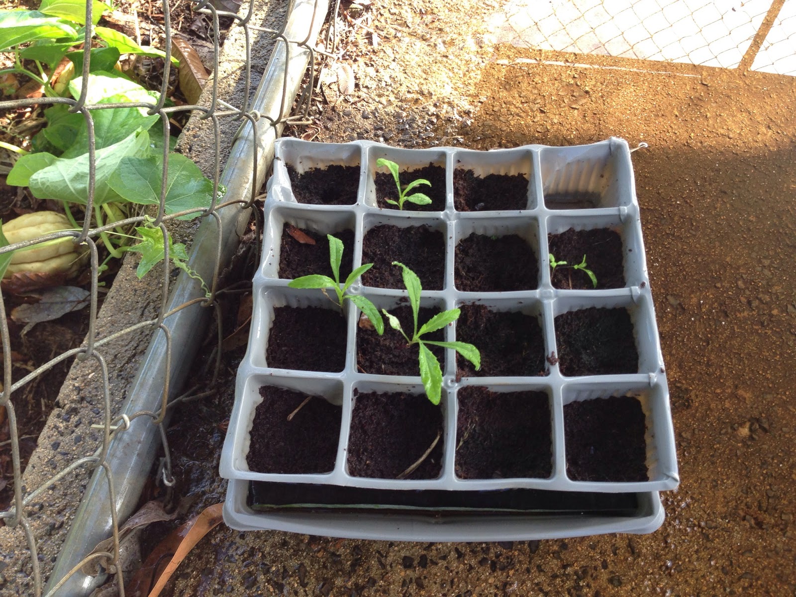 Celebrate Maui: The Maui Farm -- A place of hope