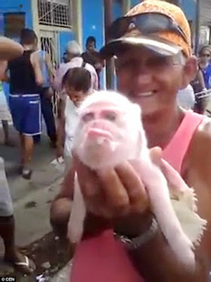 Pig%2Bborn%2Bwith%2Bthe%2Bface%2Bof%2Ba%2Bmonkey