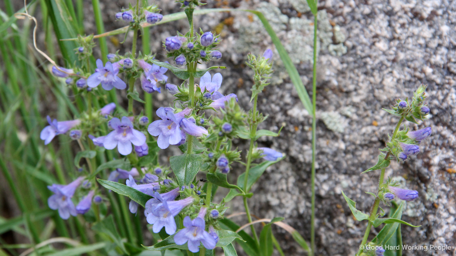 Photos of Colorado Wildflowers in Spring
