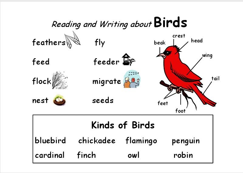 Classroom Freebies Too Words for the Birds