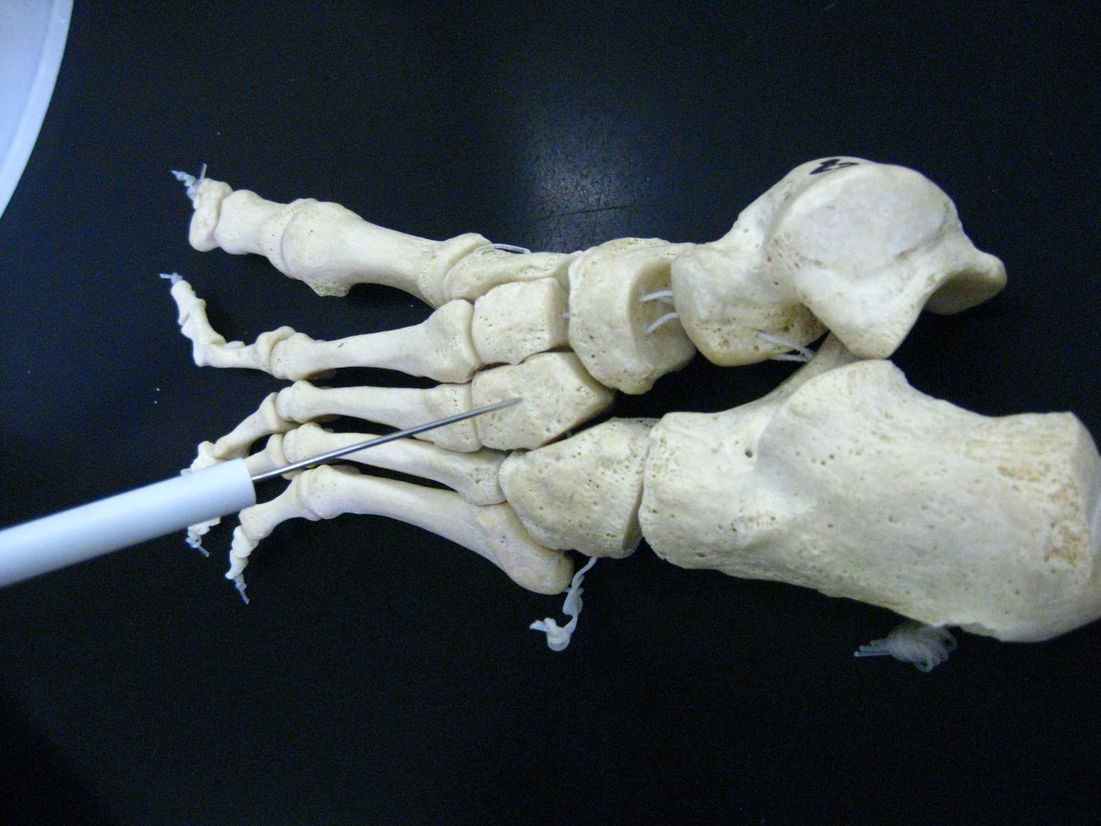 Boned: Human Skeleton - foot
