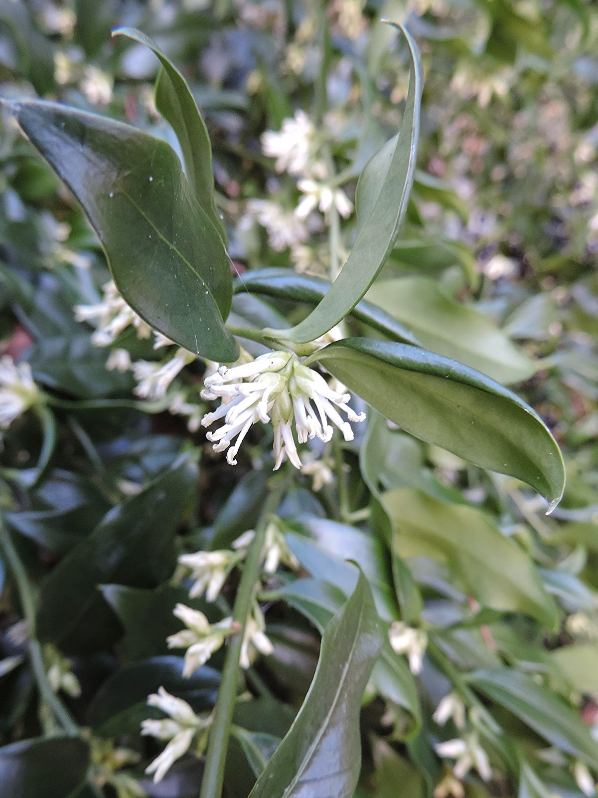 Jardin De Besignoles Parfum Des Sarcococca Ruscifolia Au Coeur De