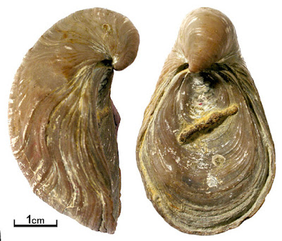 Gryphaea