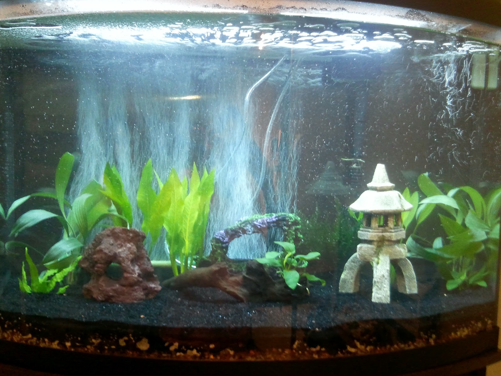 10 gallon fish tank tall 10 gallon fish tank tall