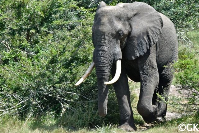 Im Park leben die mit bis zu 7 Tonnen weltweit größten Elefantenbullen.