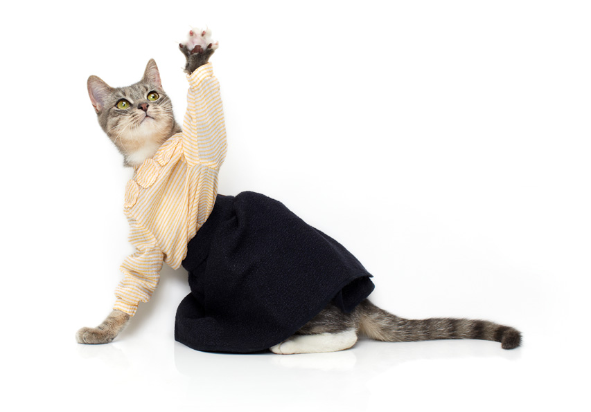 An Awesome A Day Cats Wearing Clothes