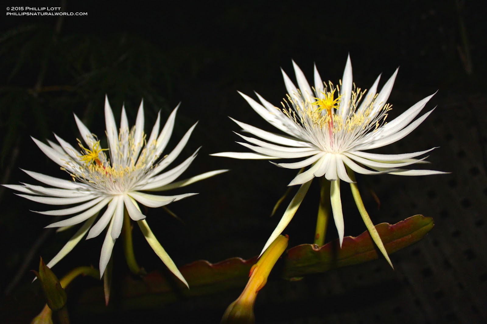 Dutchman's Pipe Cactus Phillip's Natural World