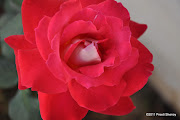 A rose in december (dec rose )