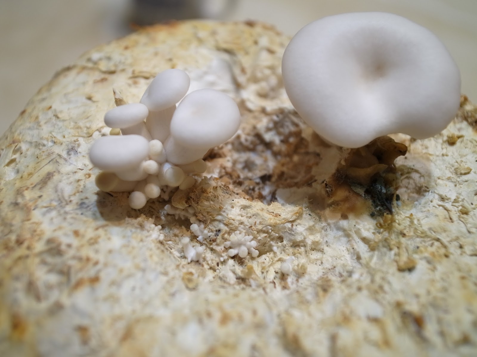 Mushrooms diary_Snow White 白雪菇 - ZS.