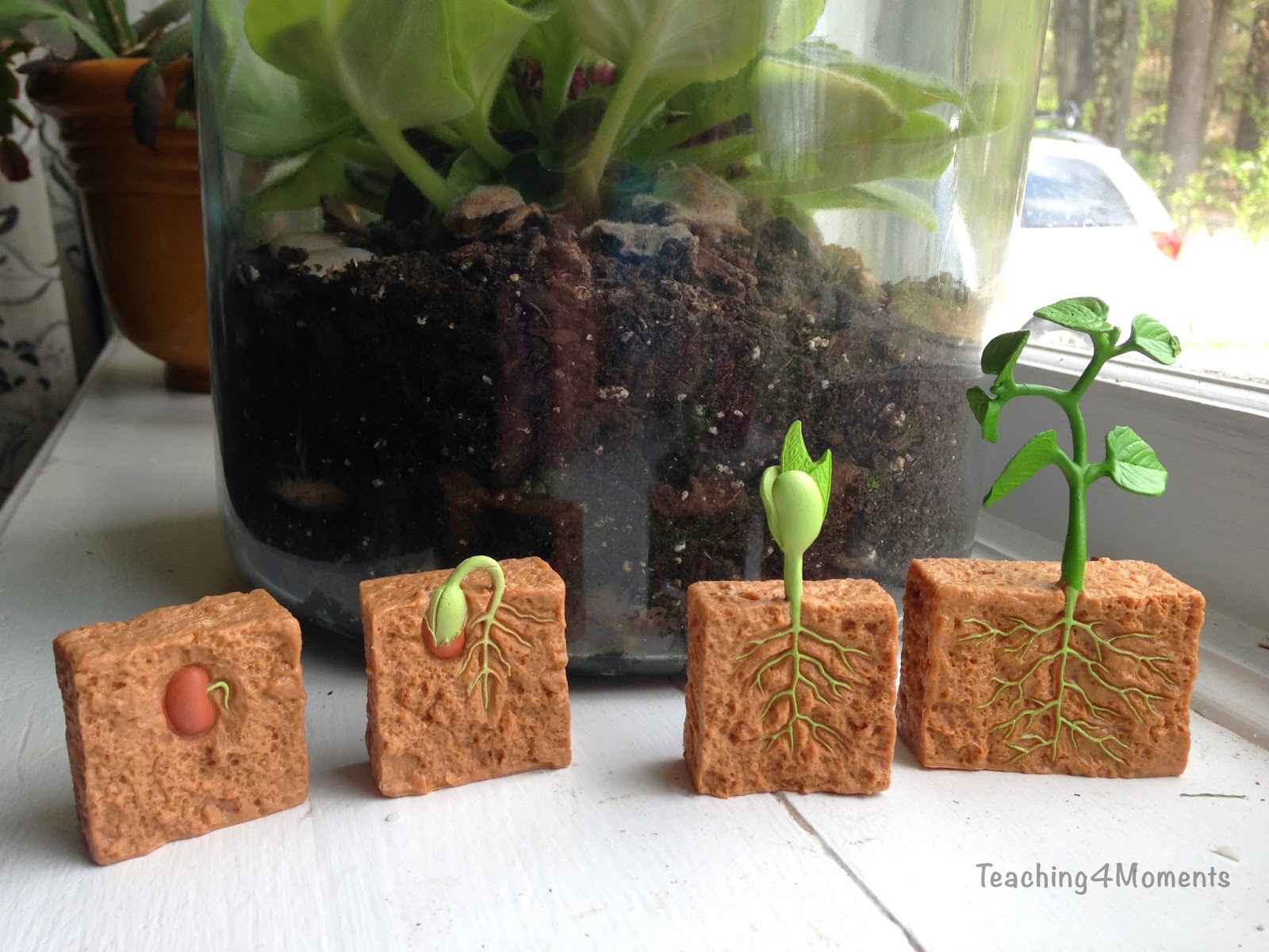 Teaching4Moments Growing Plants with Kids