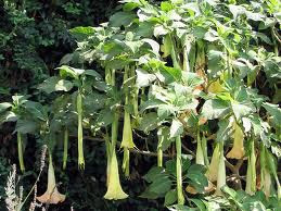 Datura (Datura Stramonium L.)