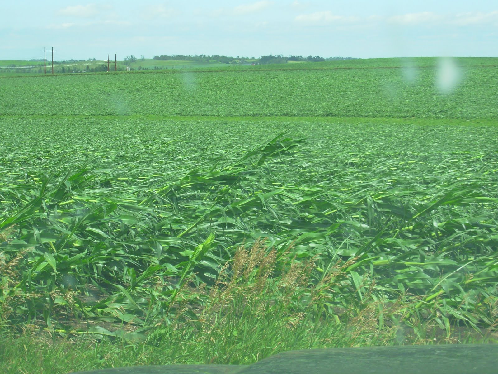 Destroyed Cornfield