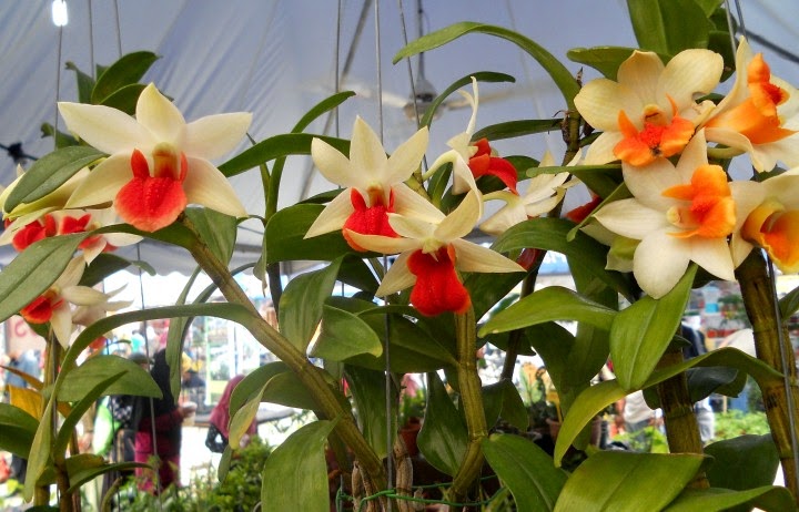 Bunga orkid - Pameran MAHA