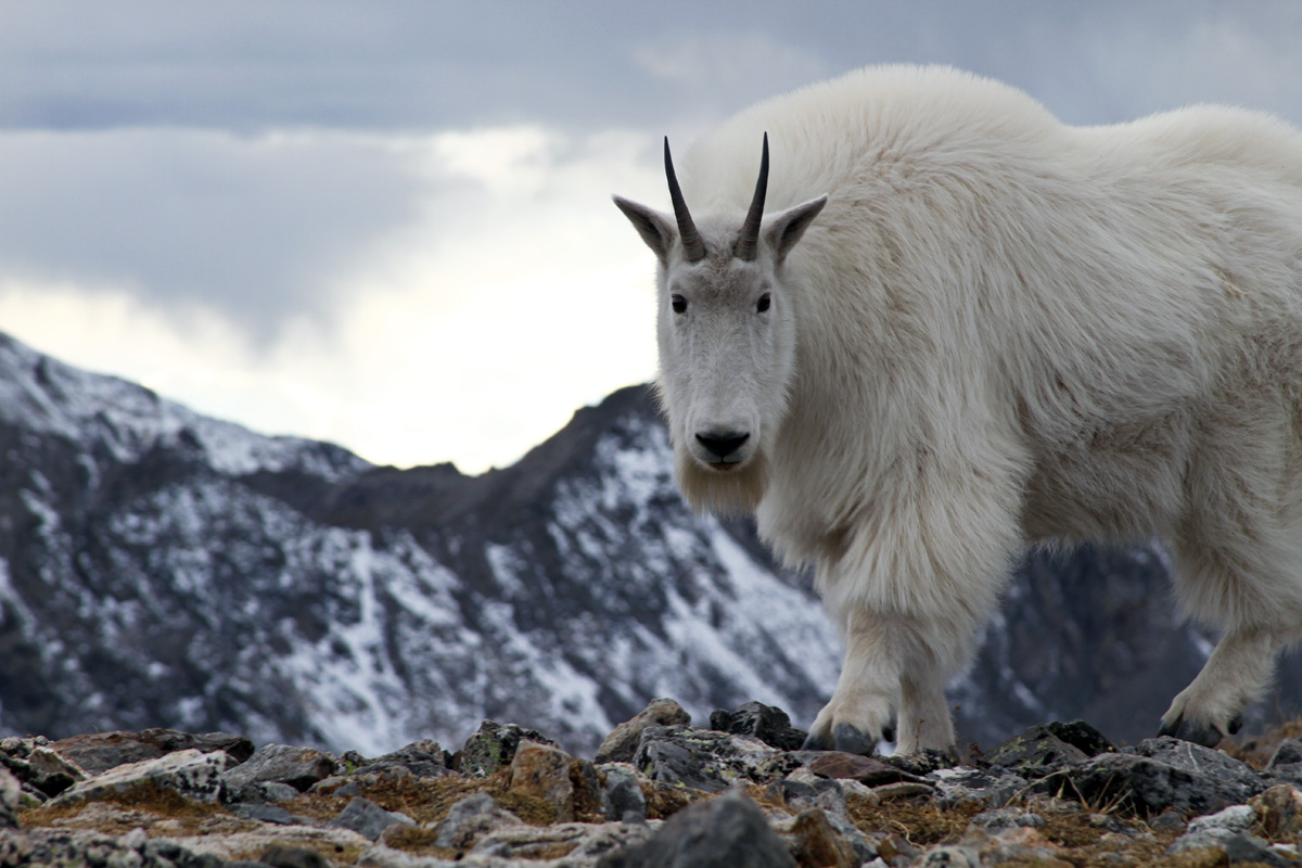 The Mountain Goat | Basic Facts and Photos | The Wildlife