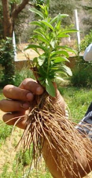 Stevia Plant