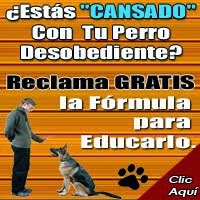 ENTRENAR A TU PERRO