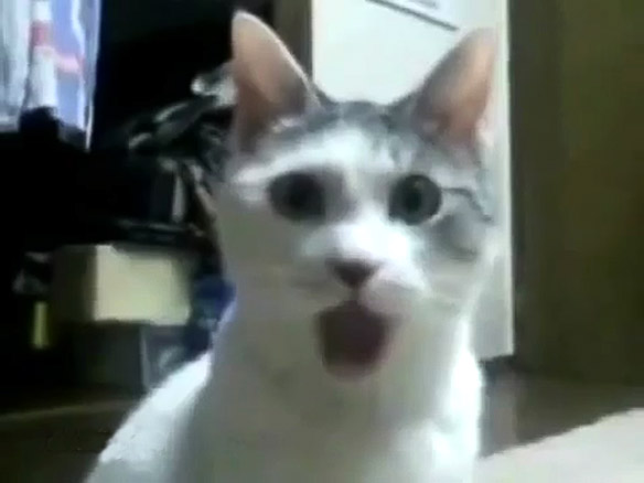 Shocked+Cat.jpg