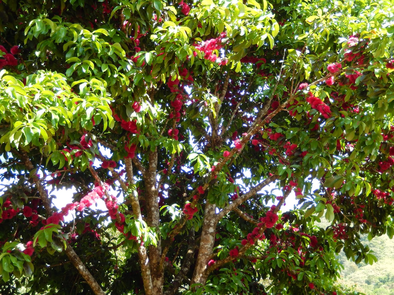 Franklin's Costa Rica Move Nature Shots