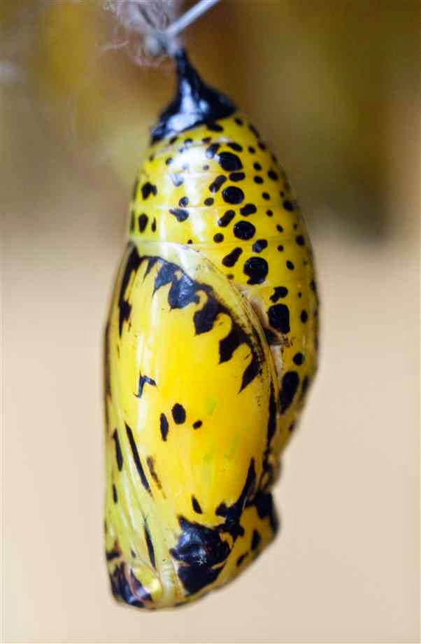 Tracing the rainbow through the Rain May 2015