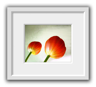 Two newly opened orange tulips look like lollipops on a sage green distressed background.