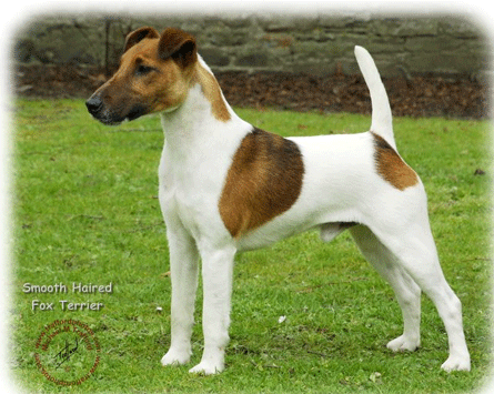 pug wire hair terrier fox terrier pug bulldog ra 231 a julho 2014 pug wire hair terrier fox terrier pug bulldog ra 231 a julho 2014