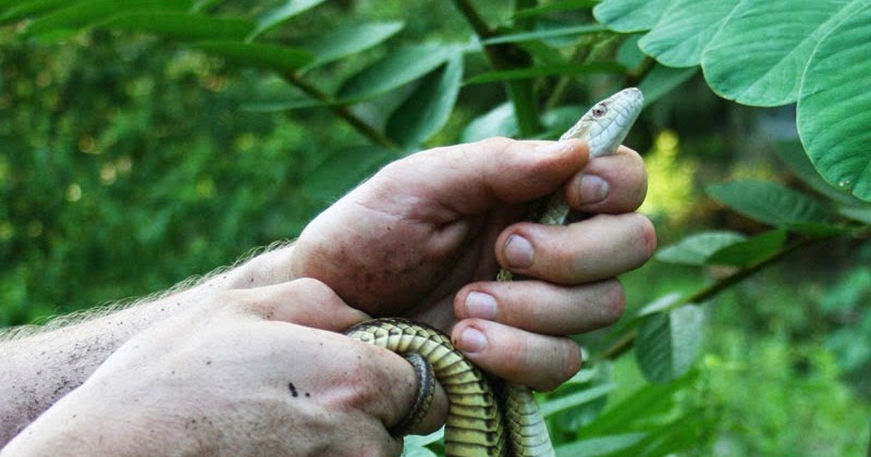 Florida Survival Gardening: Snakes: better than rodents