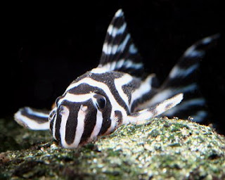 zebra pleco size zebra pleco size
