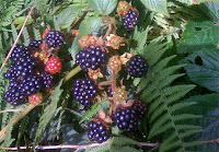 Delicious blackberries ripening in the countryside