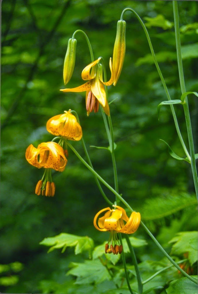 Flora Wonder Blog: Far Out Farm