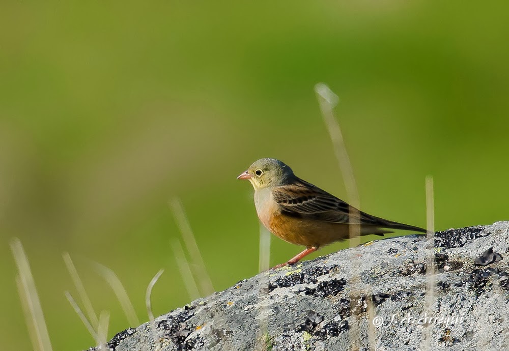 Escribano hortelano, Emberiza hortulana, Ortolan Bunting Escribano hortelano, Emberiza hortulana, Ortolan Bunting