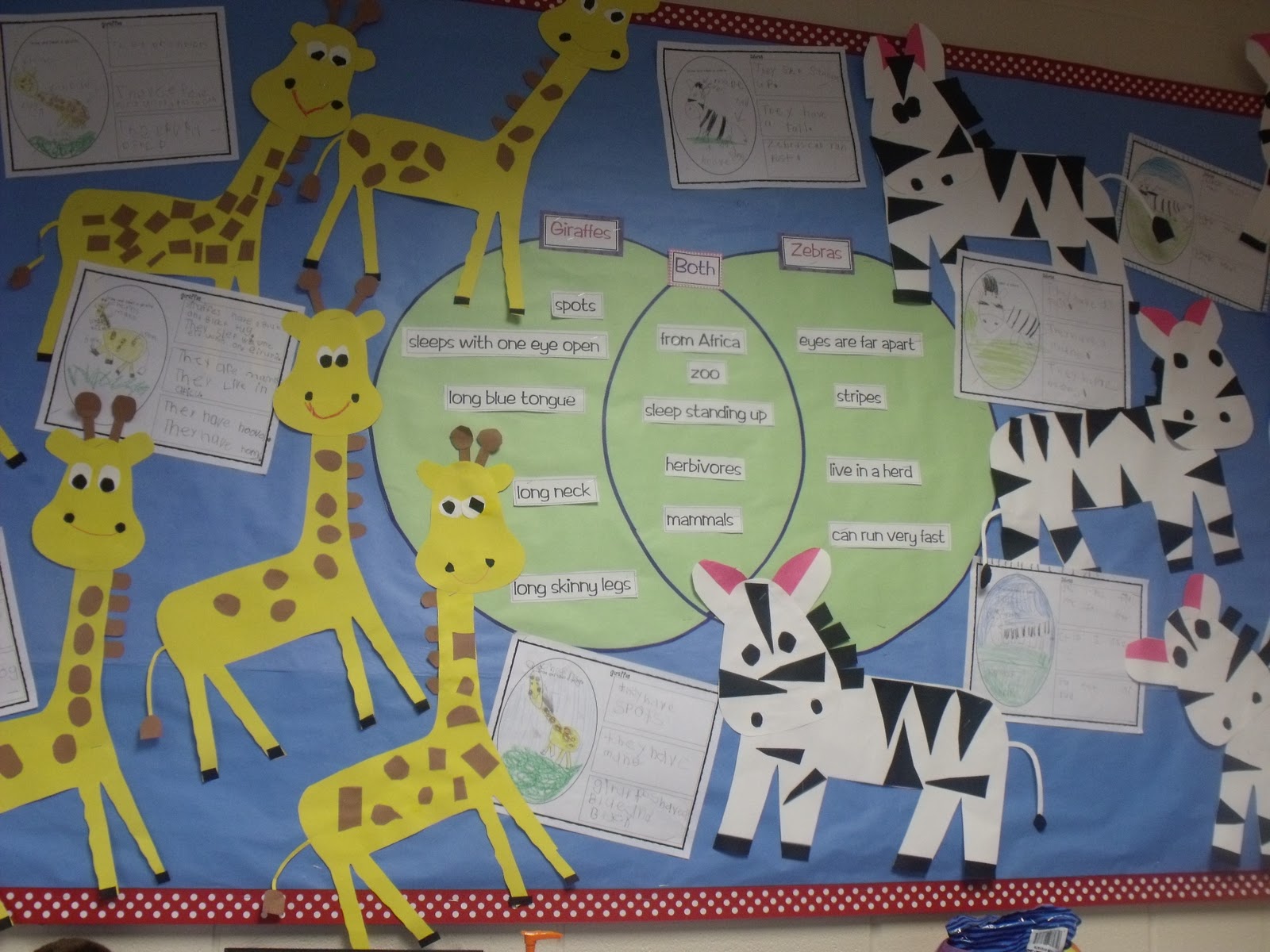 Mrs Jump's class Zoo Unit Zebras