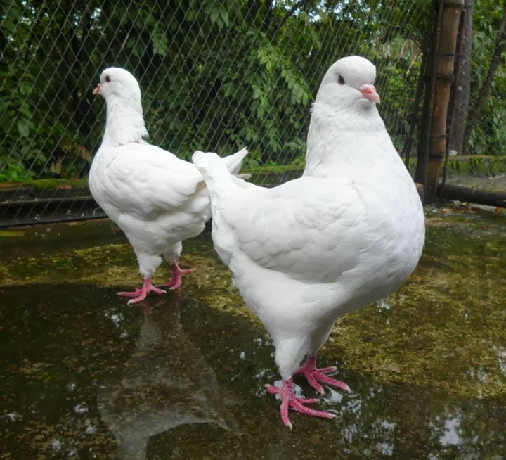 Pakhinir White Show King