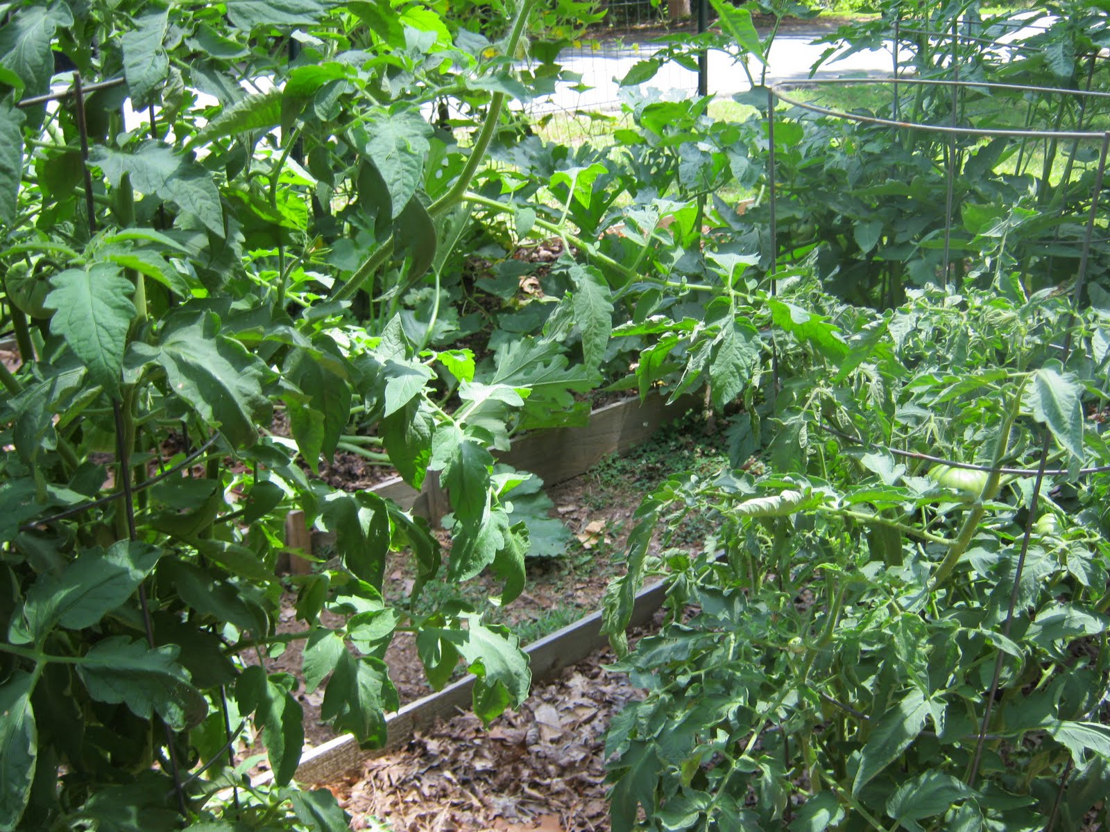 ATLANTA VEGGIES Death of a Tomato Plant
