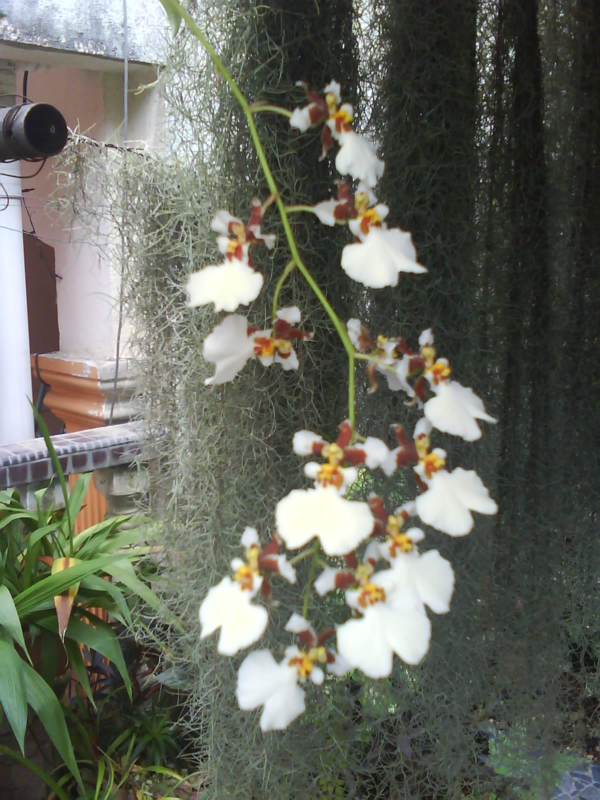 Garden Chronicles Tips to Grow Spanish Moss