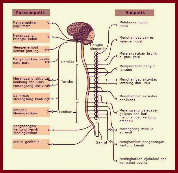 Materi Pembelajaran Kelas XI sistem regulasi
