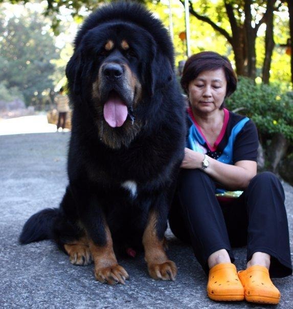 newfoundland köpek fiyatları