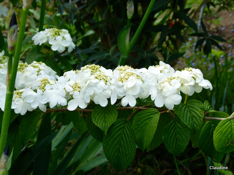 Le Retour Chez Canelle Hydrangea Paniculata Papillon