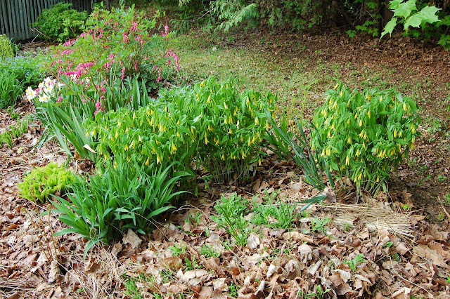 Weigela Wine And Roses The Instapaper