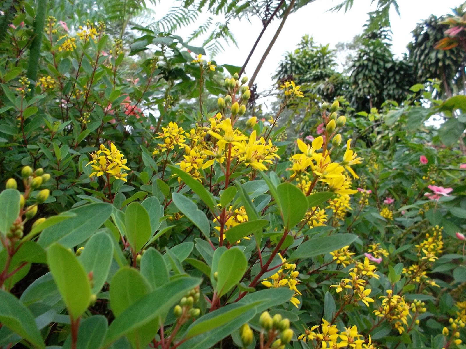 Yellow Flowers Bush