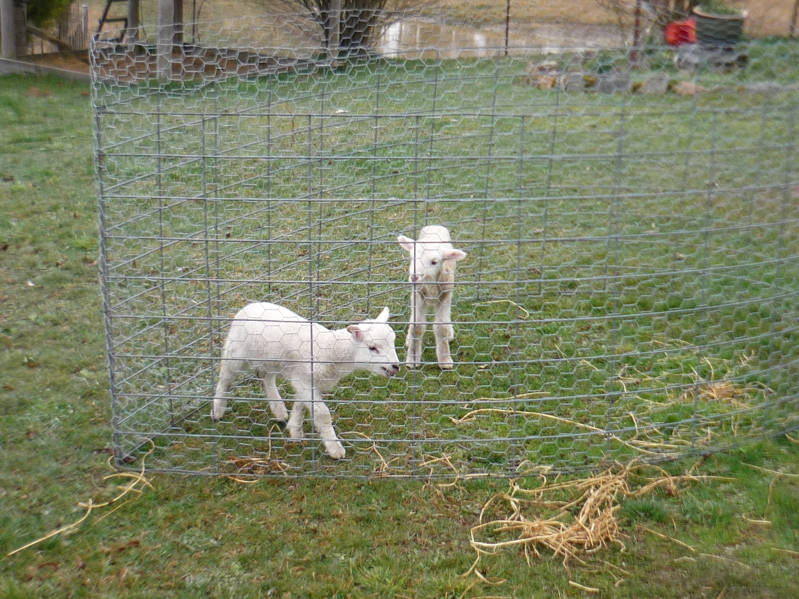 Opportunity Farm How to raise a Poddy Lamb or two