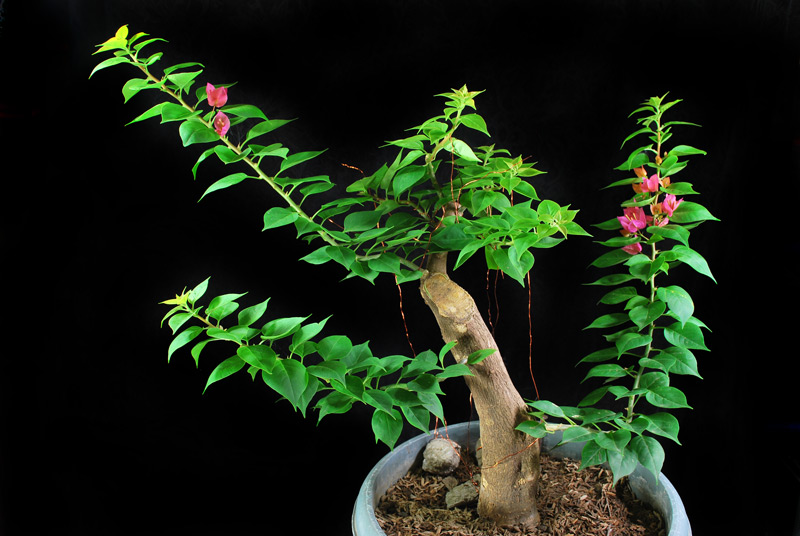 Bougainvillea Bonsai (1) Progression Pictures Bonsai Adventure A