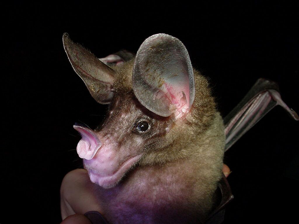 what are bats the garden of eaden what are bats the garden of eaden