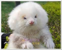 Steroid ferrets sold as poodles