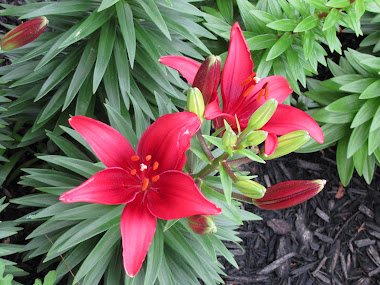 Red Lilies