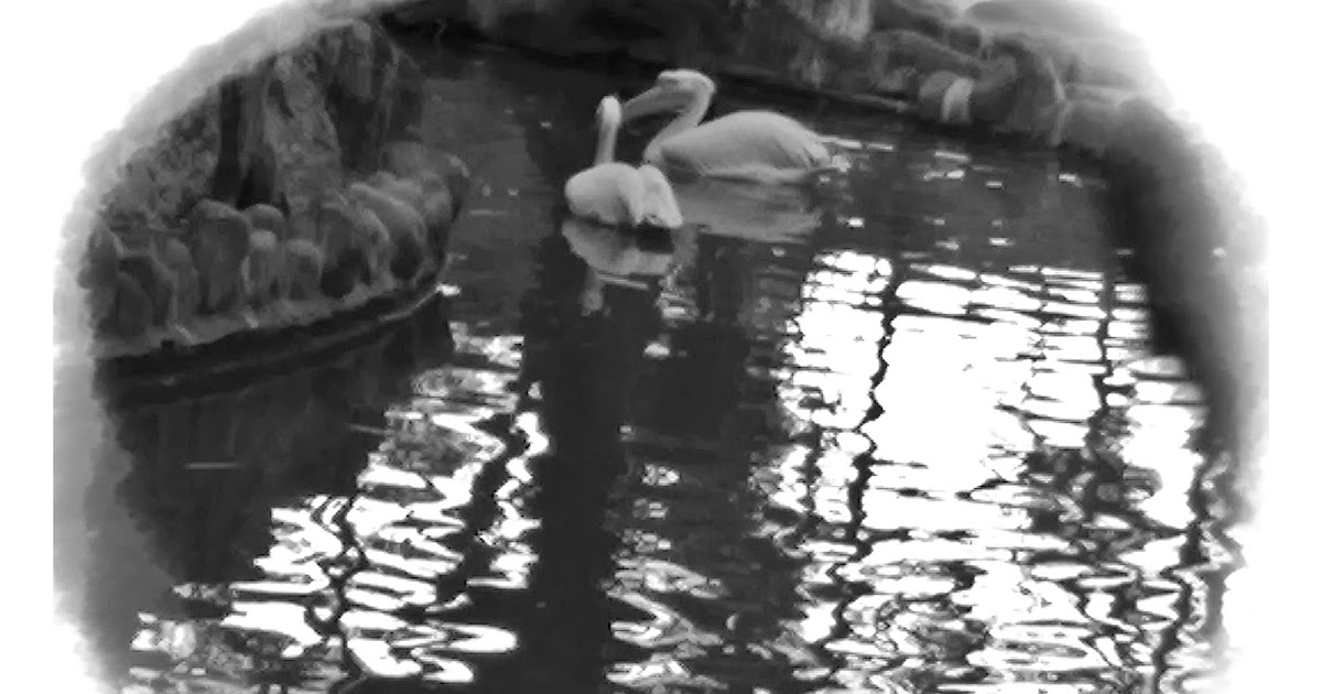 No Quacking With The Other Guys....