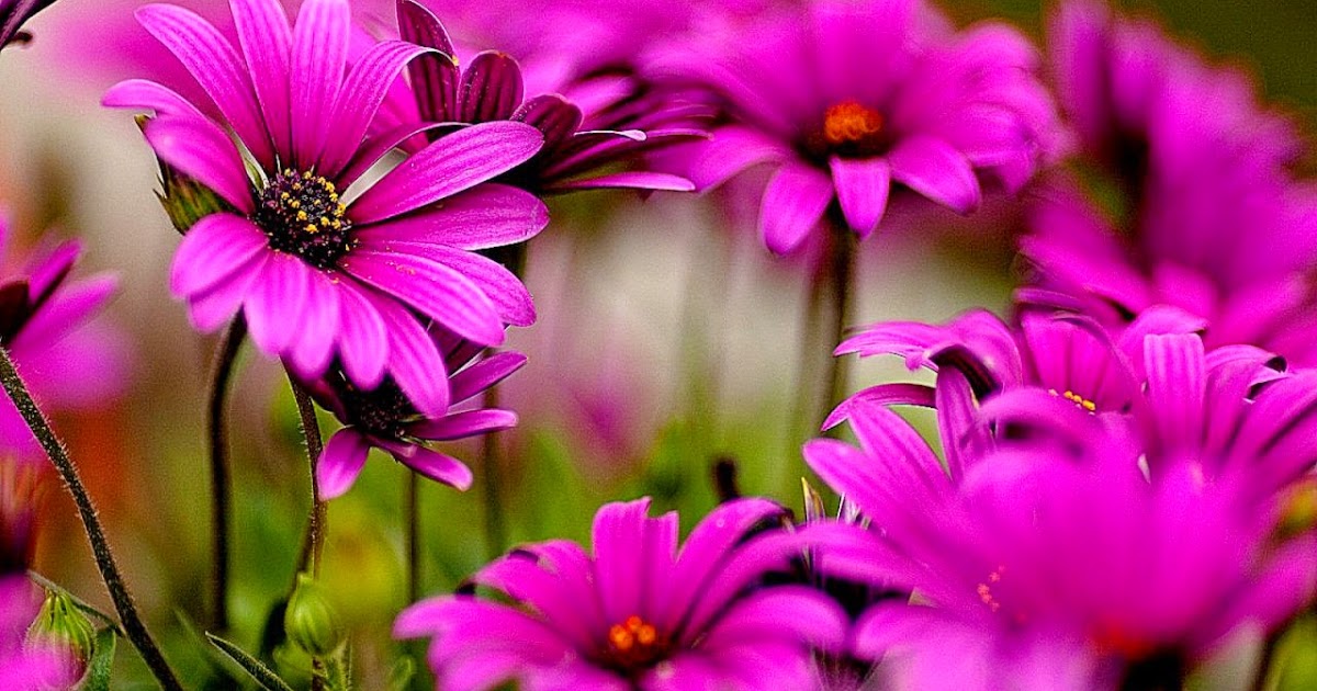 Beautiful Screensavers For Computer | Free Best Hd Wallpapers