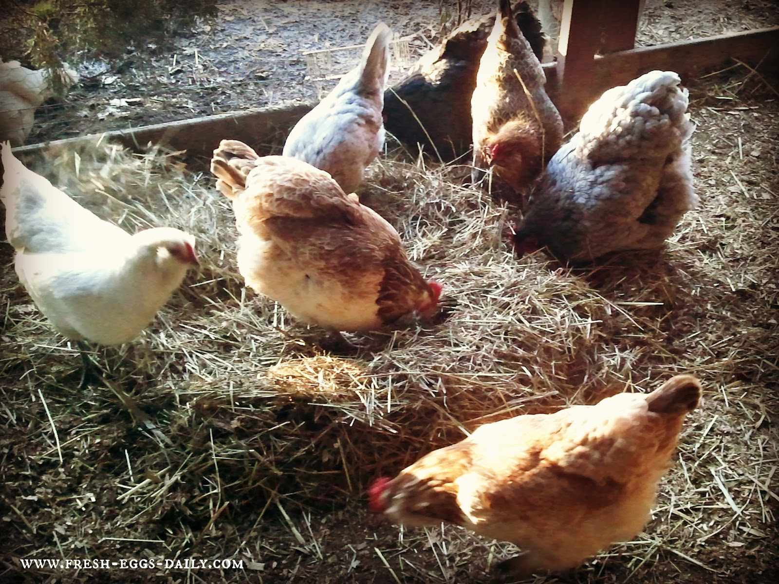 10 Winter Boredom Busters for Chickens Fresh Eggs Daily®