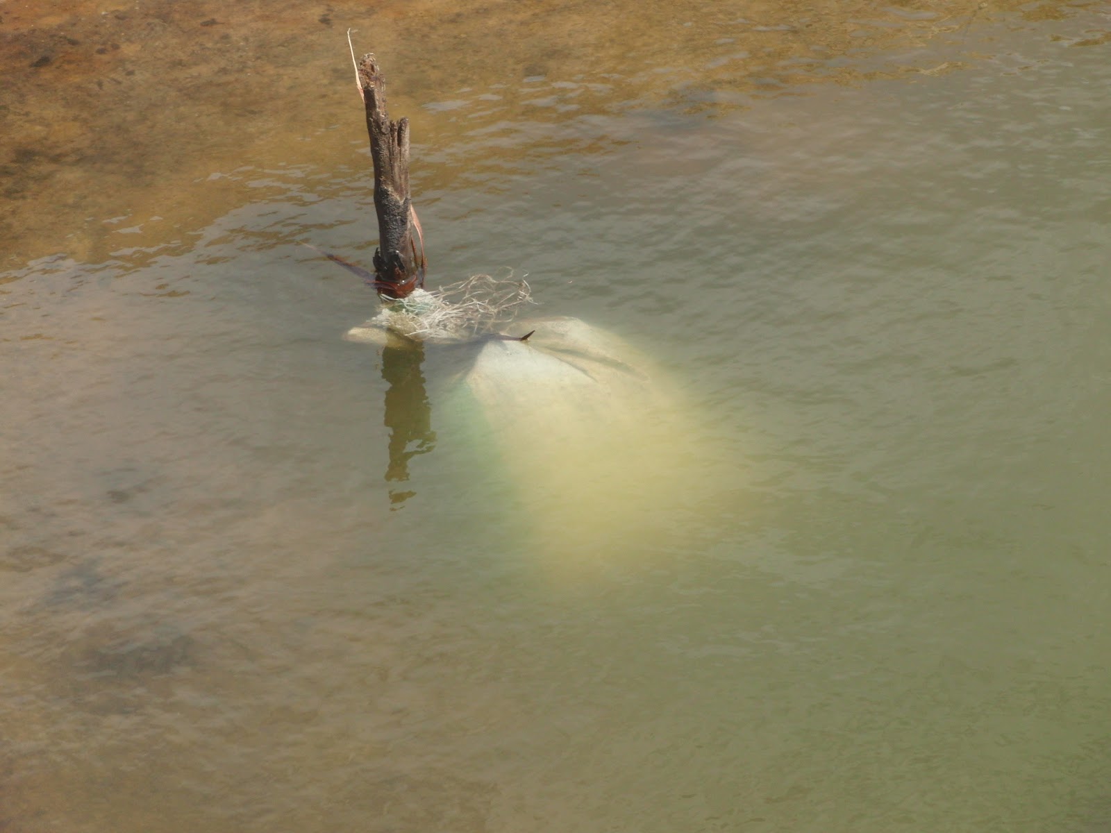 AMISODAGO CONSULTANCY FIRM Pond Fertilization