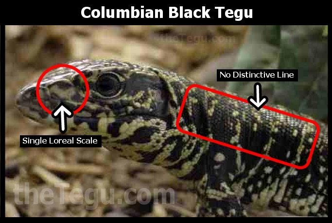 Healthy Herps Varnyard Herps