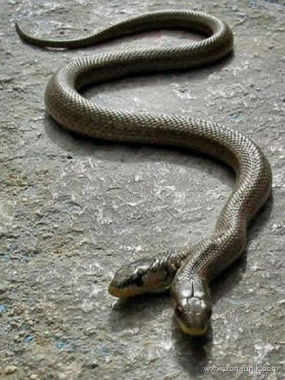 ular berkepala 7